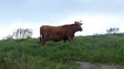 Imagem de Secretaria regional da Agricultura vai distribuir já amanhã palha e feno na Ponta do Pargo