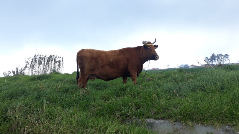 Imagem de Secretaria regional da Agricultura vai distribuir já amanhã palha e feno na Ponta do Pargo