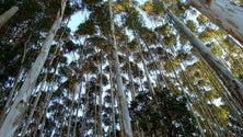 Açores enviam 19 mil árvores para a Madeira