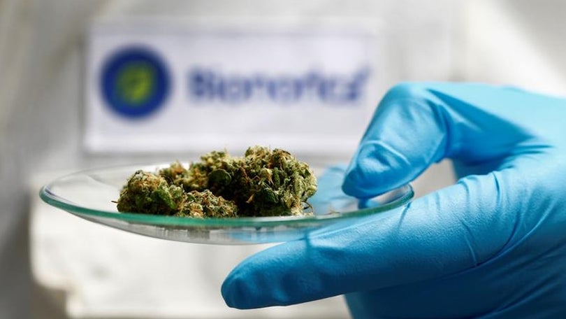 Imagem de Farmacêuticos contra uso da canábis para fins medicinais