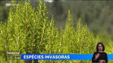Imagem de Madeira vai apresentar plano para controlar as espécies invasoras (vídeo)