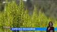 Imagem de Madeira vai apresentar plano para controlar as espécies invasoras (vídeo)