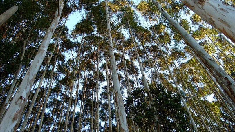 Imagem de 5000 Árvores plantadas nas serras de Santo António