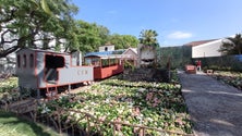 Imagem de Festa da Flor recria Madeira romântica (vídeo)
