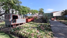 Festa da Flor recria Madeira romântica (vídeo)