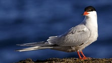 Imagem de Centro de Aves Marinhas avança no Faial [Vídeo]
