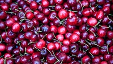 Imagem de Produção de cerejas na Madeira está atrasada (Áudio)