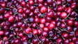 Produção de cerejas na Madeira está atrasada (Áudio)