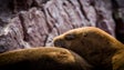 Imagem de Madeira é exemplo na proteção das espécies marinhas