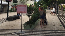 Imagem de Festa da Flor: Época do ano não permite grande oferta de flores regionais, queixam-se comerciantes (Vídeo)