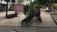 Imagem de Festa da Flor: Época do ano não permite grande oferta de flores regionais, queixam-se comerciantes (Vídeo)