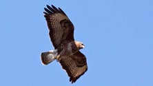Imagem de Aves à vista (áudio)