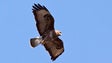 Imagem de Aves à vista (áudio)