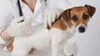 180 mil euros para esterilização e vacinação a animais (áudio)