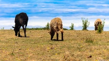 Imagem de Governo atribuiu 124 licenças para pastoreio nas serra da Madeira