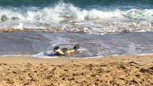Imagem de Cria de lobo-marinho continua no Porto Santo
