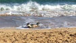 Imagem de Cria de lobo-marinho continua no Porto Santo