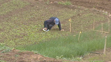 Governo põe à venda Centro de Horticultura (vídeo)