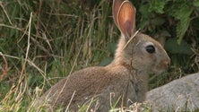 Imagem de População de coelhos está a recuperar nos Açores (Vídeo)
