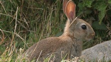 População de coelhos está a recuperar nos Açores (Vídeo)