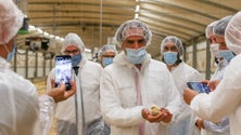 Imagem de Governo da Madeira aposta no aumento da ausossuficiência alimentar da Região