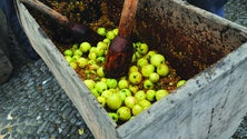 Imagem de Produção de sidra quintuplicou na Madeira (áudio)