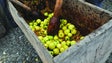 Produção de sidra quintuplicou na Madeira (áudio)