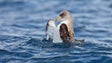 Todos os anos são recolhidas 200 aves marinhas devido à poluição sonora (Vídeo)