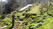Imagem de Mais 288 mil árvores no Parque Ecológico do Funchal