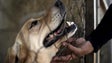 Imagem de Portugal deixa de abater animais de companhia e errantes