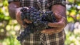 Viticultores reclamam pagamento de uvas