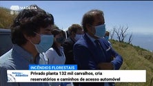 Imagem de Montado dos Aviceiros, no Jardim da Serra, reflorestado com 132 mil carvalhos (Vídeo)