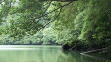 Imagem de Turistas queixam-se do acesso à Lagoa do Congro (Som)