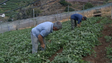Agricultores pedem ajuda ao governo (vídeo)