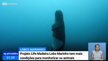 Imagem de População de lobos marinhos na Madeira é monitorizada com recurso a câmaras automáticas (Vídeo)