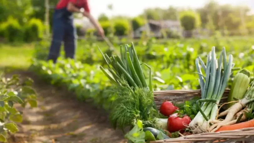 Aumentam apoios à pequena e média agricultura