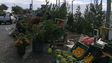 Pinheiros e ramagens à venda na Cancela (vídeo)