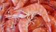 Quota máxima para a captura do camarão da Madeira fixa-se nas 20 toneladas (áudio)