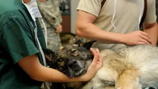 Imagem de Ordem dos Veterinários promove apoio médico e transporte de refugiados
