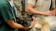 Imagem de Ordem dos Veterinários promove apoio médico e transporte de refugiados