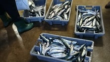 Imagem de GNR apreende 271 quilos de pescado por fuga à lota
