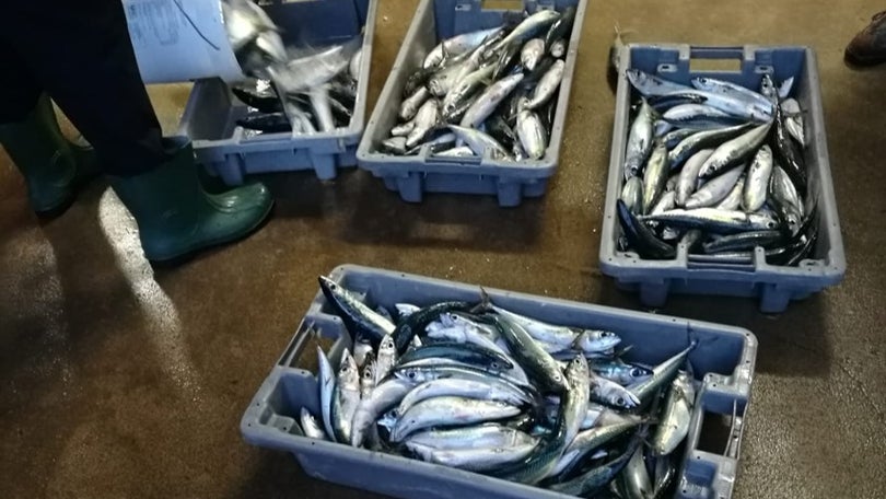 GNR apreende 271 quilos de pescado por fuga à lota