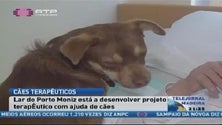 Imagem de Lar do Porto Moniz utiliza cães para fins terapêuticos