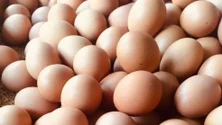 Imagem de Produção de ovos rondou os 11,2 milhões de unidades