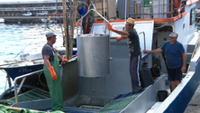 Imagem de Traineiras não conseguem descarregar bonito no Faial (Vídeo)