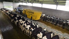 Na Terceira:duas vacas produziram mais de 21 mil litros de leite cada (Vídeo)