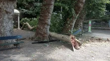 Imagem de Julgamento do processo da queda da árvore no Monte começou hoje mas ninguém foi ouvido (vídeo)