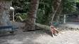 Imagem de Julgamento do processo da queda da árvore no Monte começou hoje mas ninguém foi ouvido (vídeo)