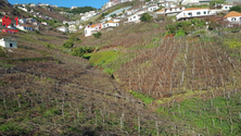 Agricultores satisfeitos com reconversão da vinha