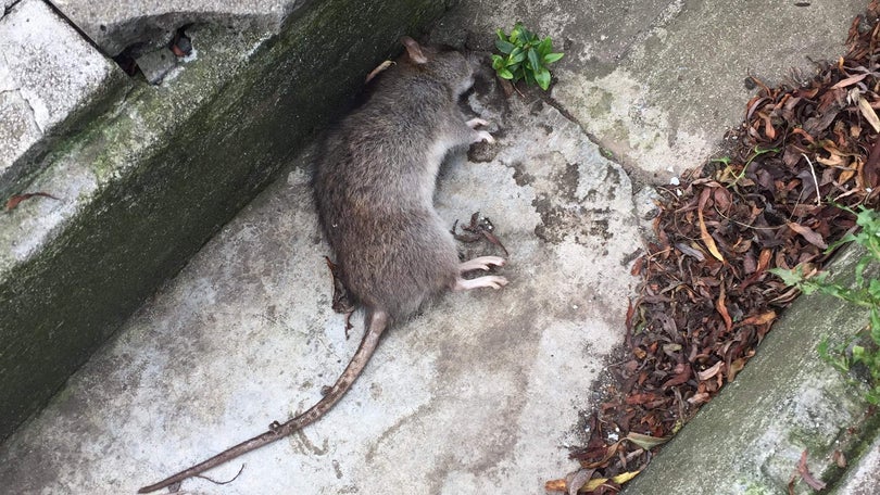 Imagem de Combate aos ratos